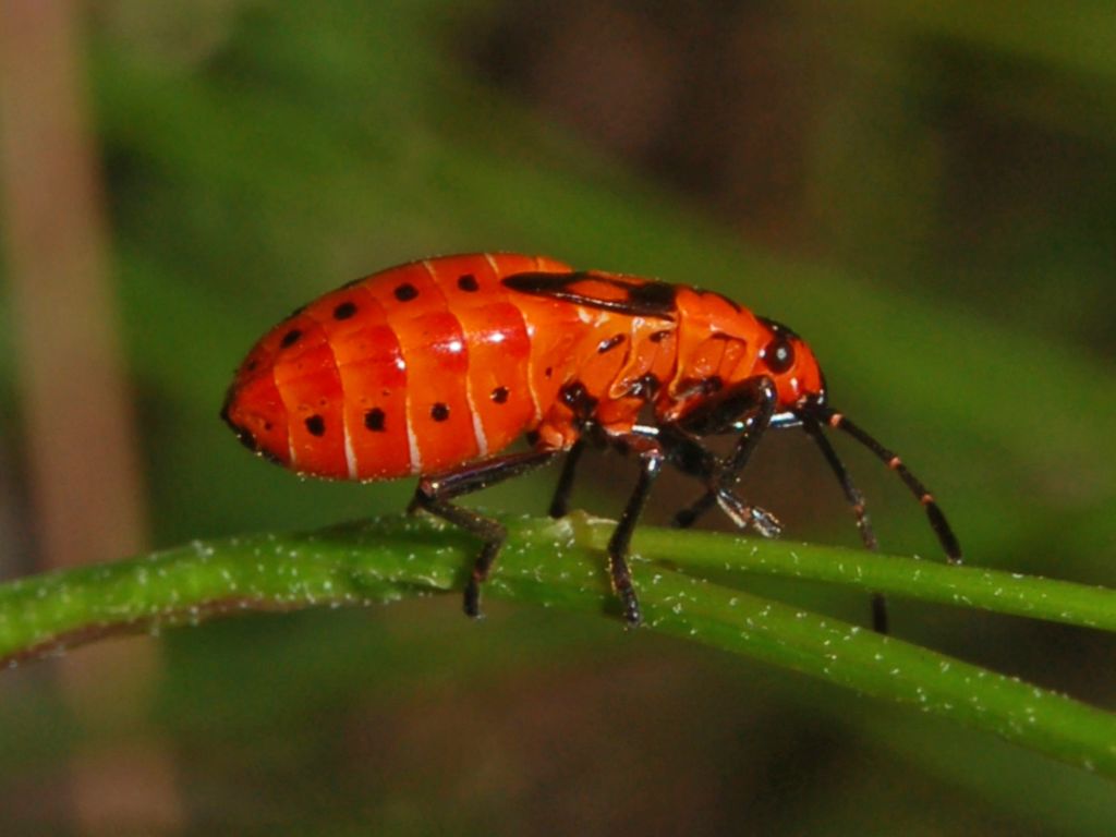 Ninfa di Spilostethus saxatilis